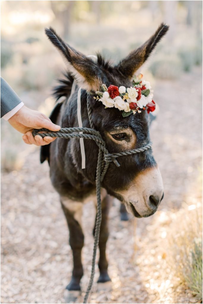 Dodasa Ranch Wedding Donkey